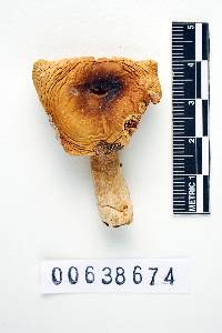 Russula disparilis image