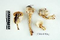 Amanita abrupta image