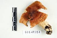 Russula fulvescens image