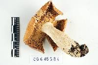 Russula fulvescens image