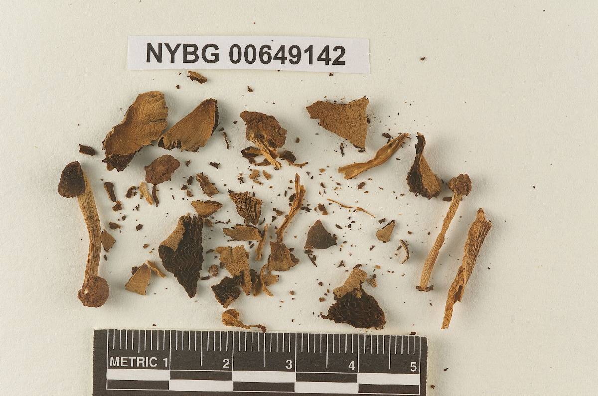 Gymnochilus flocculosus image