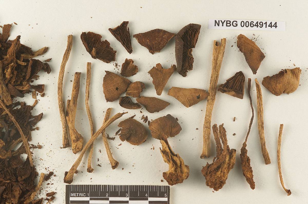 Gymnochilus caespitosus image