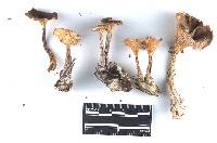 Ampulloclitocybe clavipes image