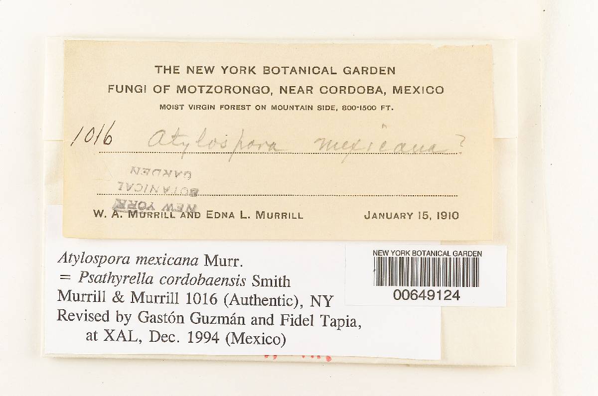 Astylospora mexicana image