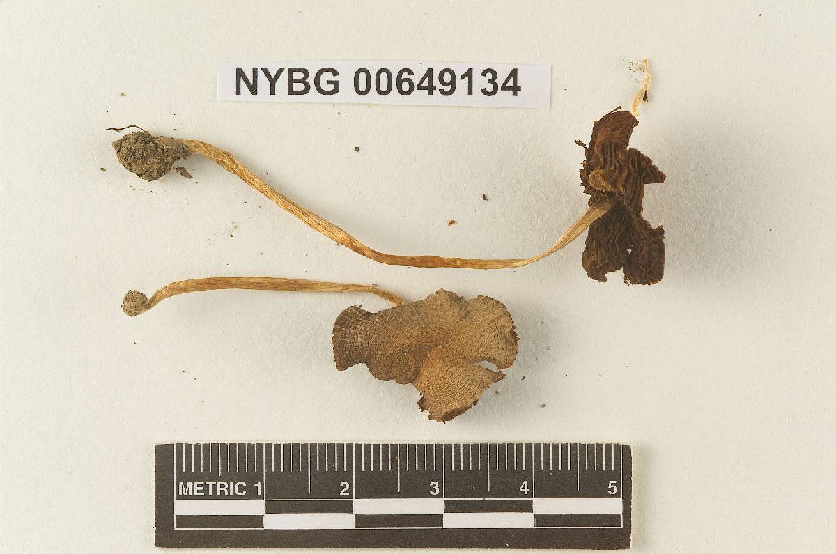 Astylospora striatula image
