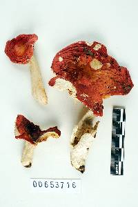 Russula luteofolia image