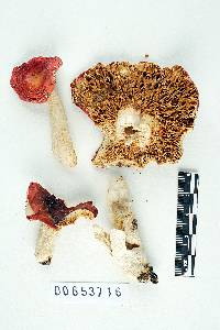 Russula luteofolia image