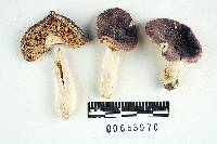 Russula murrillii image