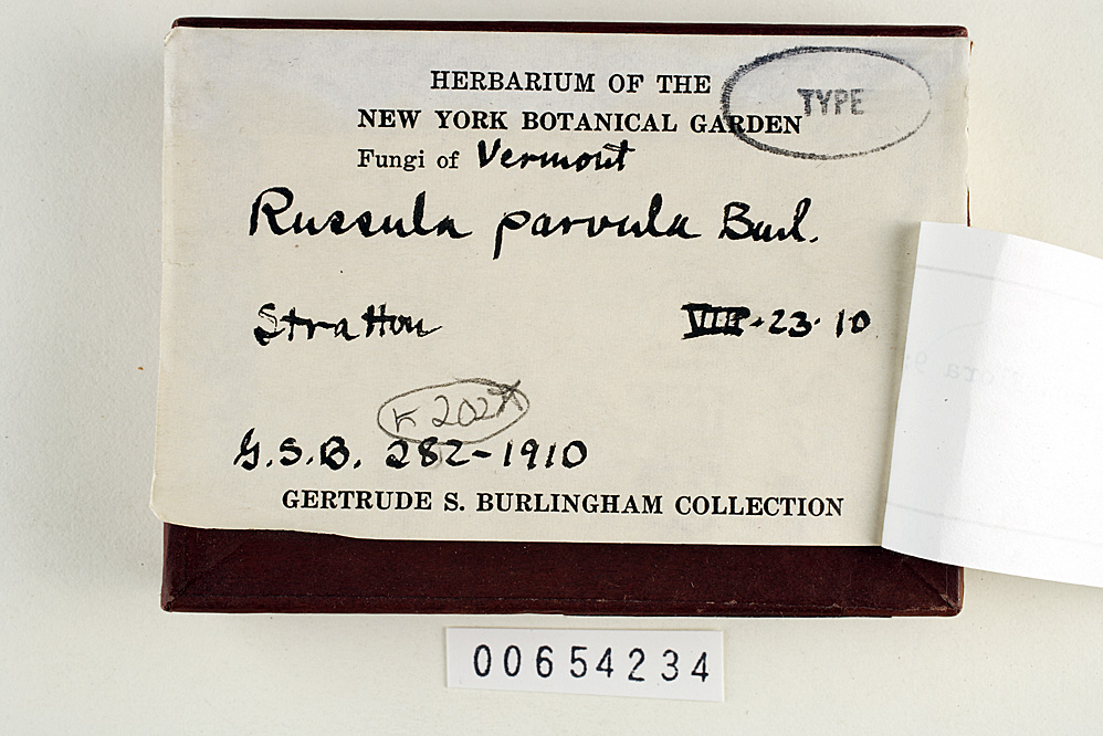 Russula parvula image