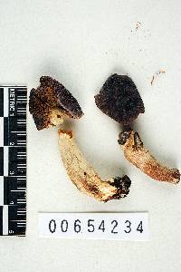 Russula parvula image