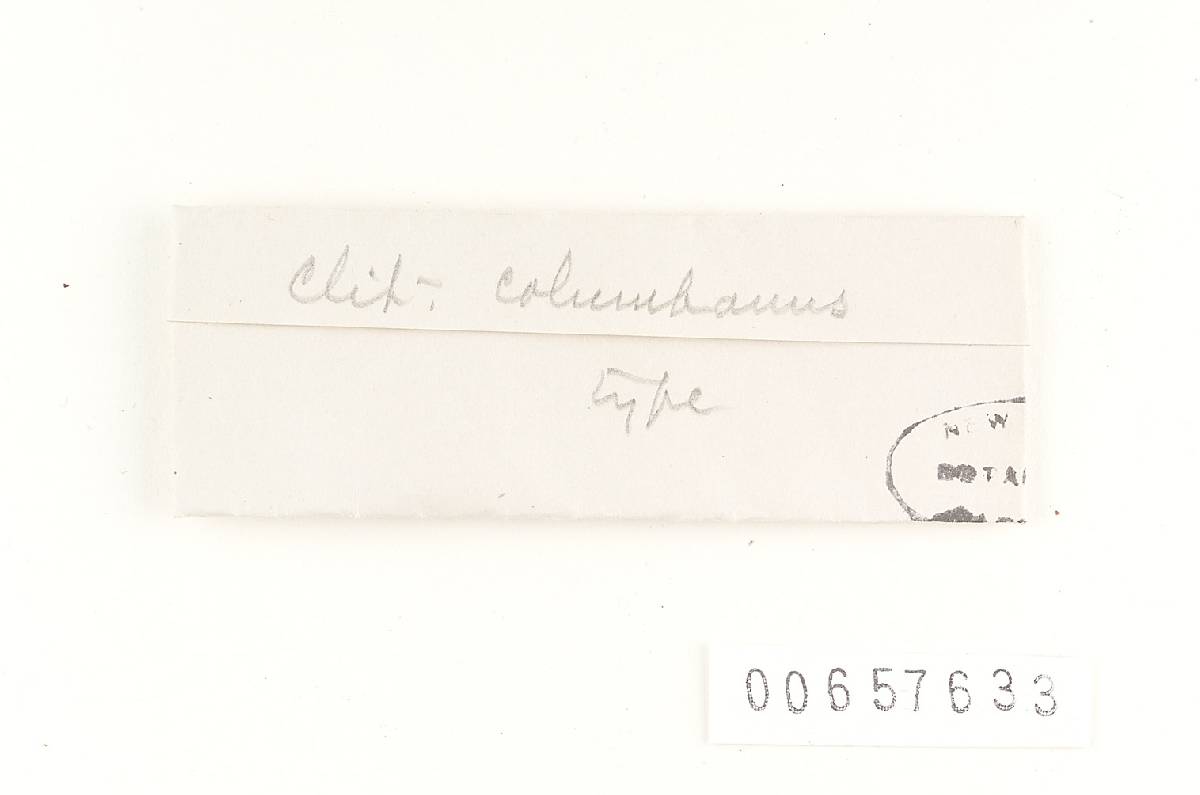 Agaricus columbanus image