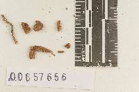 Agaricus pinophilus image