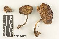 Collybia turpis image