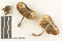 Collybia turpis image