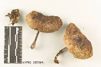 Collybia turpis image