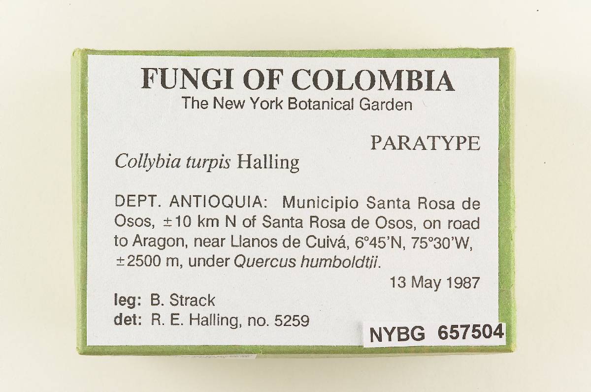 Collybia turpis image