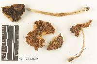 Collybia lilacina image