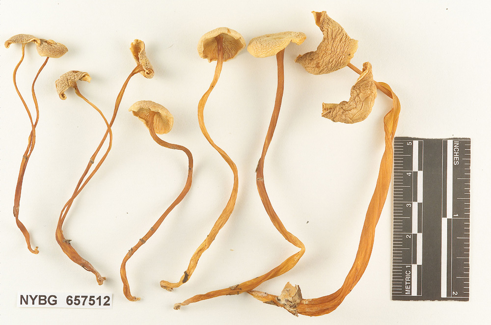 Collybia popayanica image
