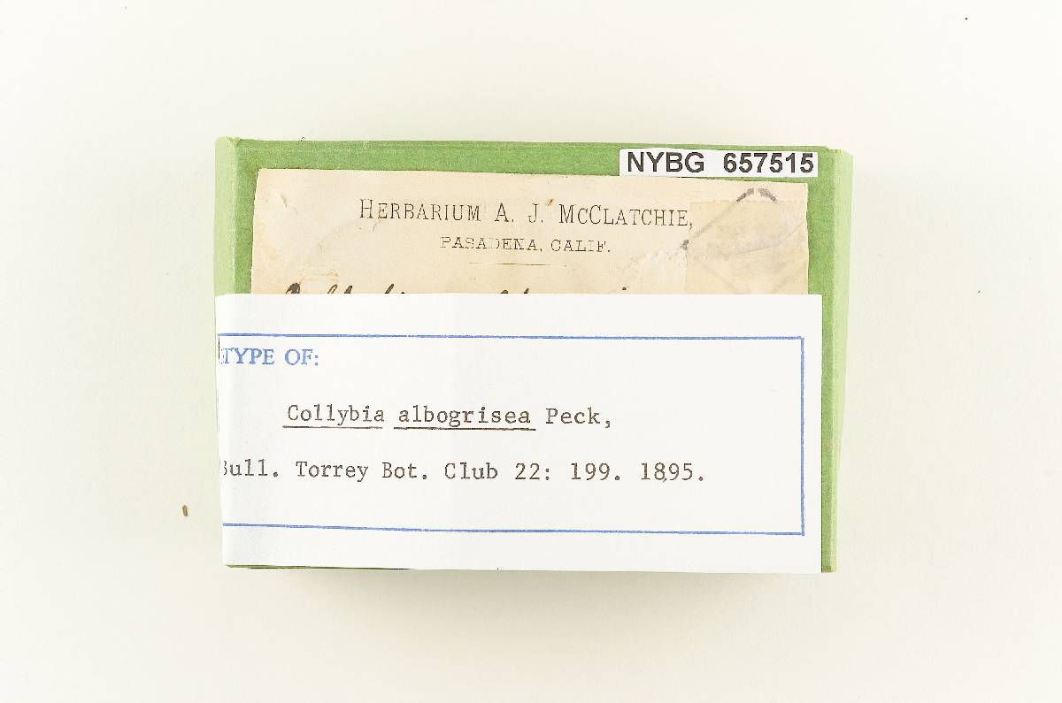 Collybia albogrisea image