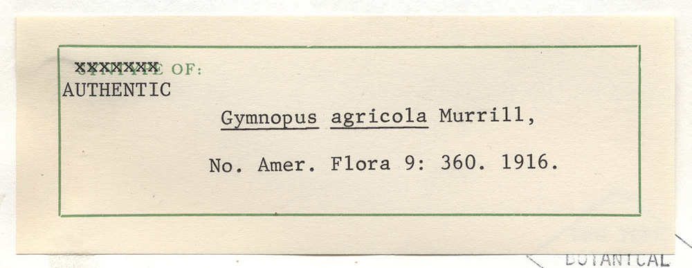 Gymnopus agricola image