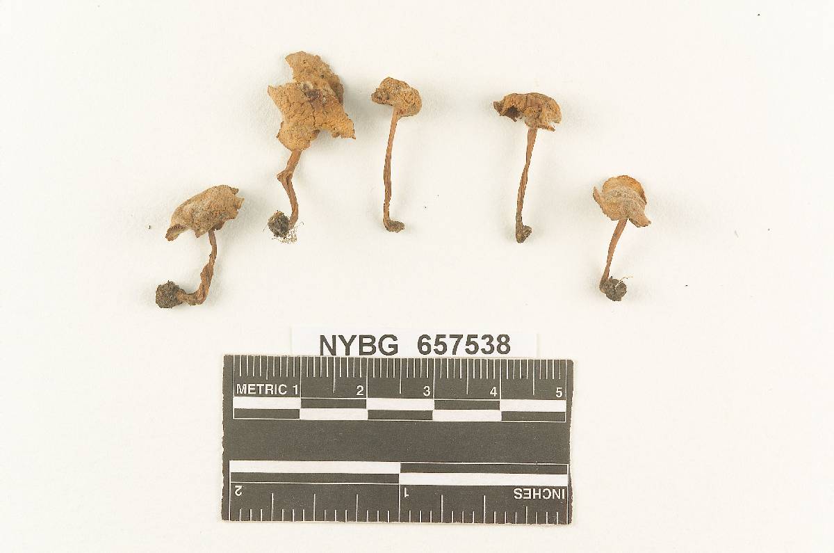 Gymnopus agricola image