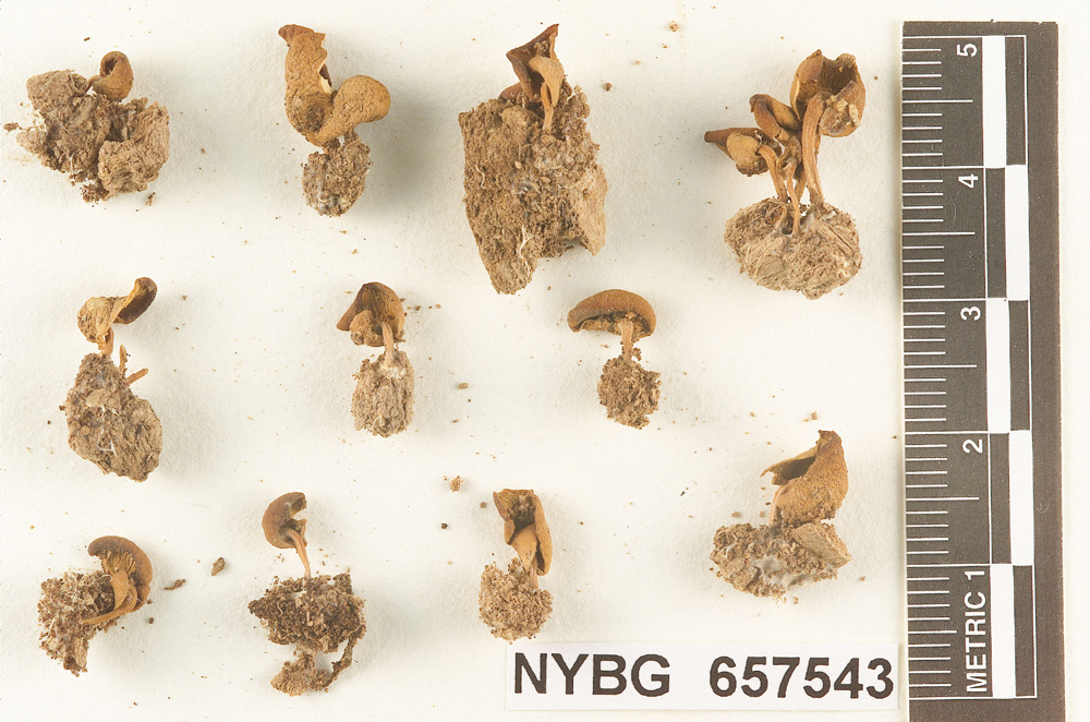 Gymnopus densifolius image