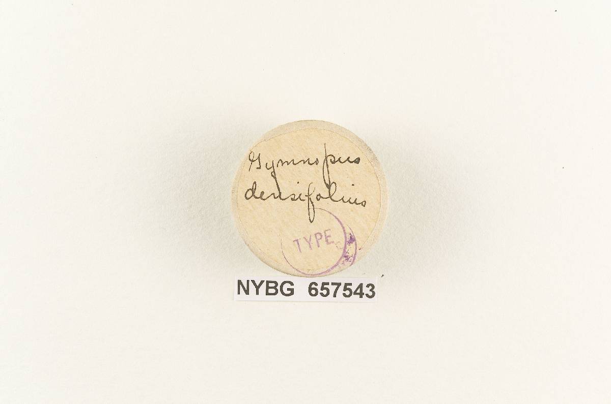 Gymnopus densifolius image