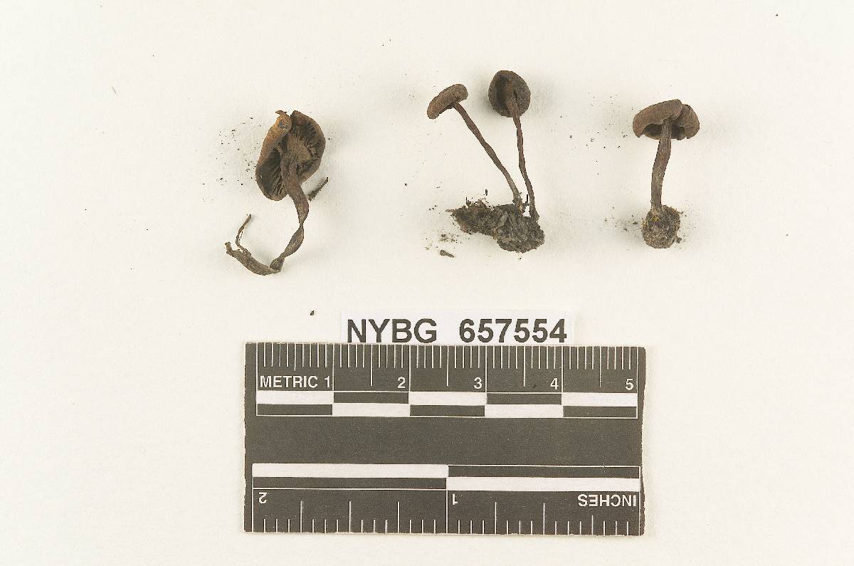 Gymnopus farinaceus image