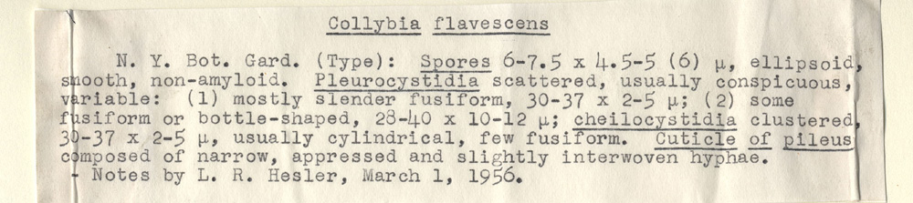 Gymnopus flavescens image