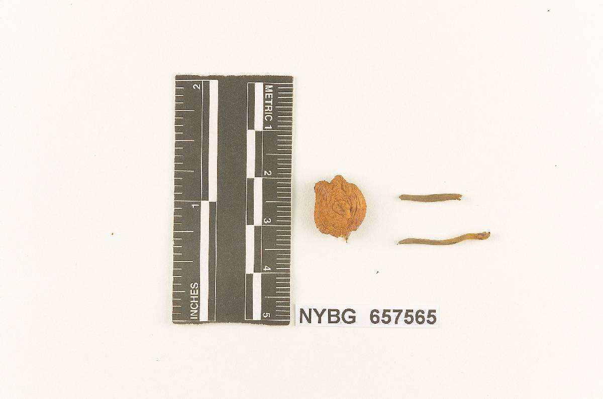 Xeromphalina fulvipes image