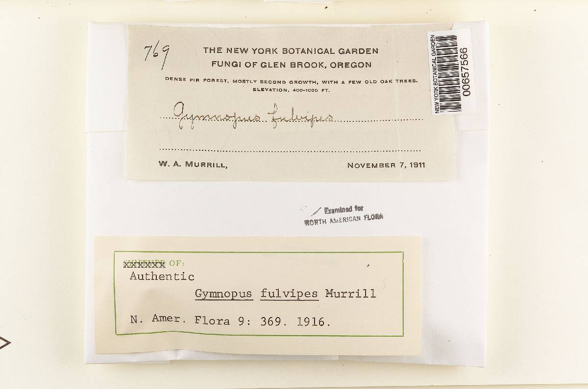 Xeromphalina fulvipes image