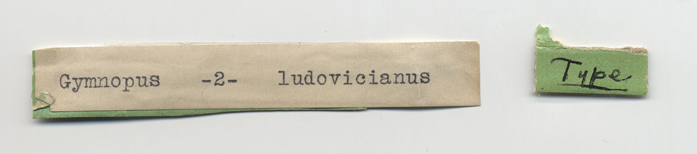 Gymnopus ludovicianus image