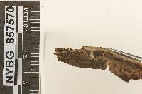 Lactocollybia marasmiiformis image