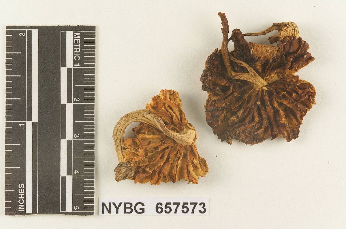 Gymnopus monticola image