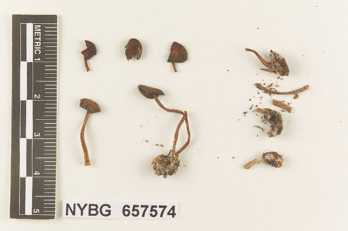 Gymnopus nigritiformis image