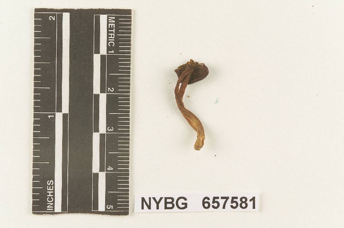 Gymnopus subavellaneus image