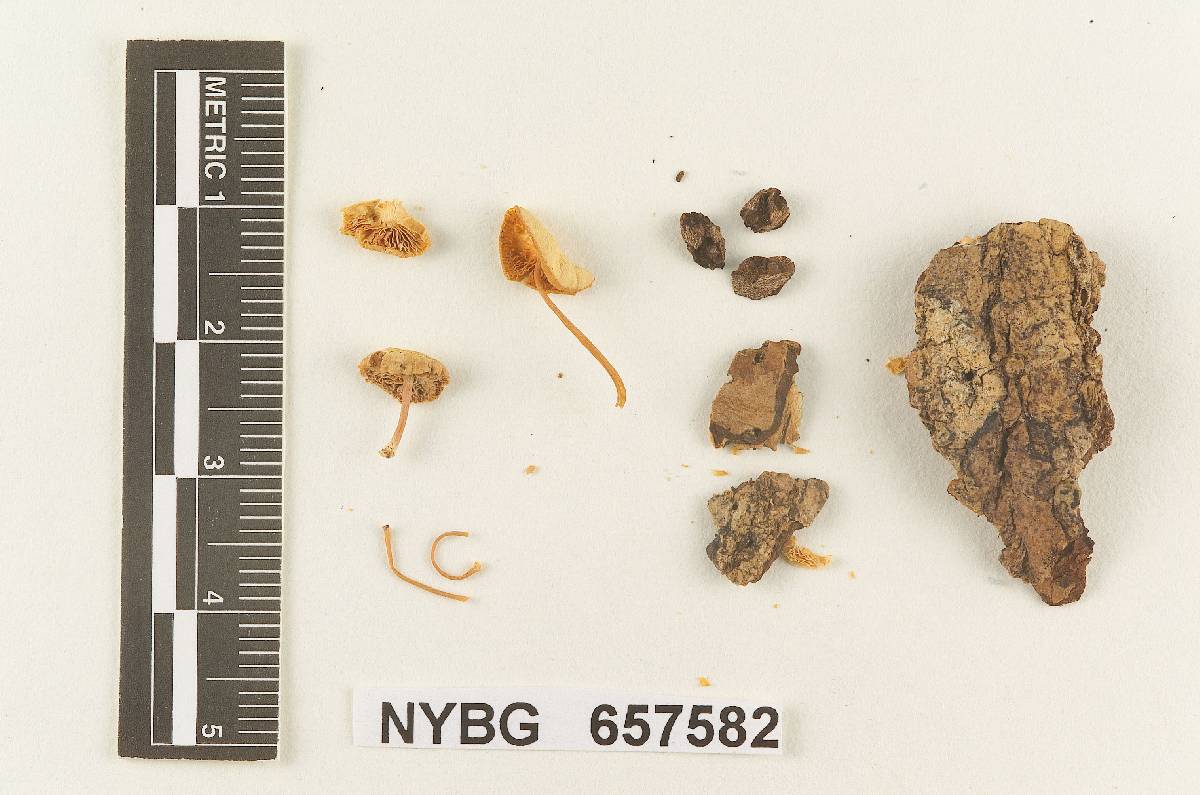 Gymnopus subflavescens image
