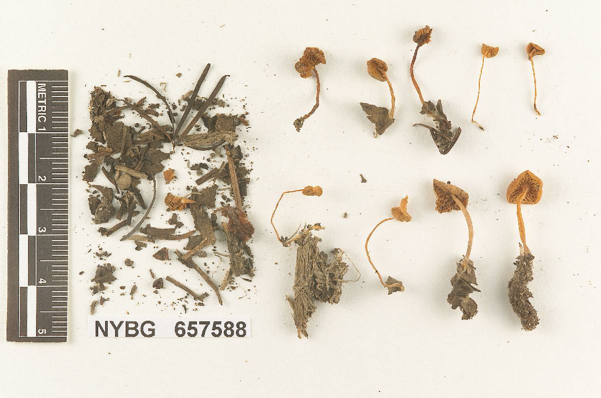 Gymnopus trullisatus image