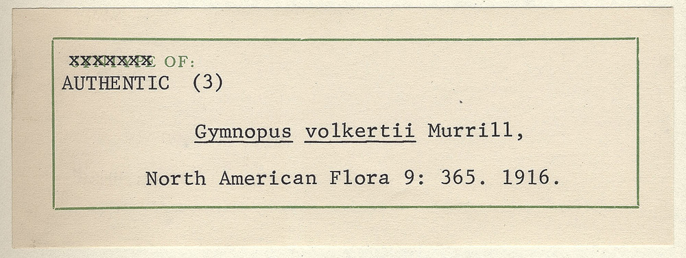 Gymnopus volkertii image