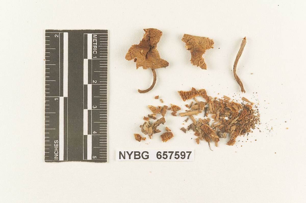 Gymnopus volkertii image