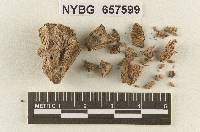 Gymnopus xuchilensis image