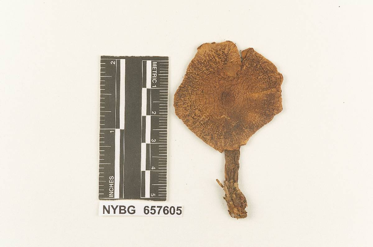 Armillaria badicephala image