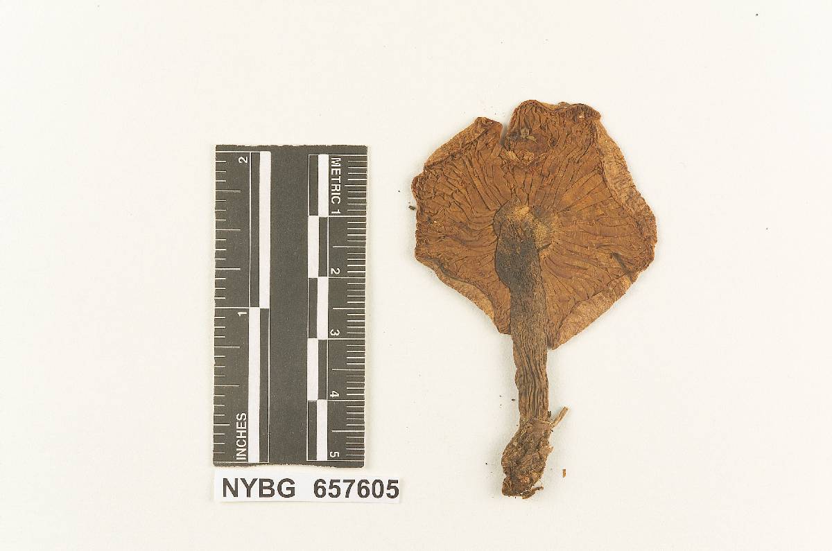 Armillaria badicephala image