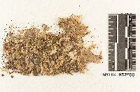 Armillaria caligata var. floridana image