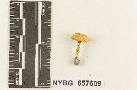 Armillaria australis image
