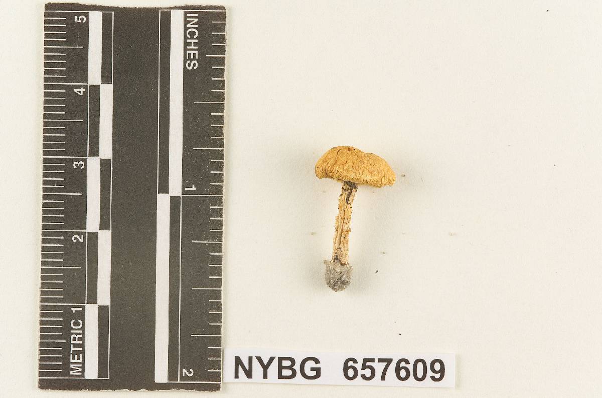 Armillaria australis image