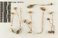 Marasmius decipiens image