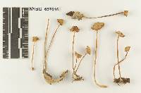 Marasmius decipiens image