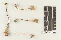 Marasmius decipiens image