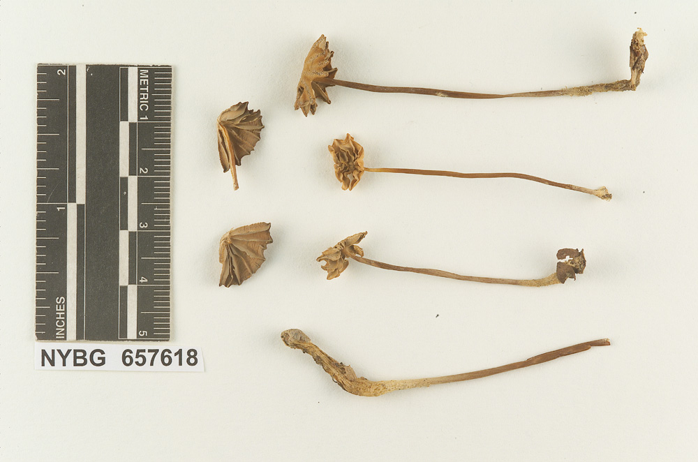 Marasmius decipiens image